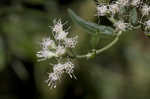 White snakeroot